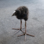 Baby Pūkeko